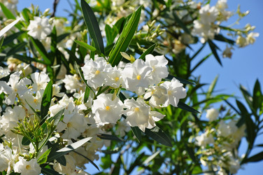 Similar image 218615