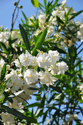 Similar image 218617