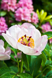 Similar image 218737