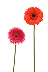 Similar image 219165