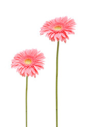 Similar image 219166