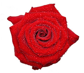 Similar image 219169