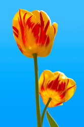 Similar image 219265