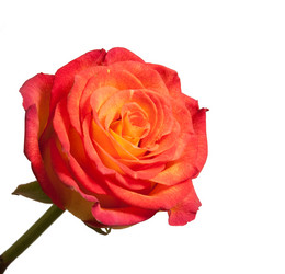 Similar image 219273