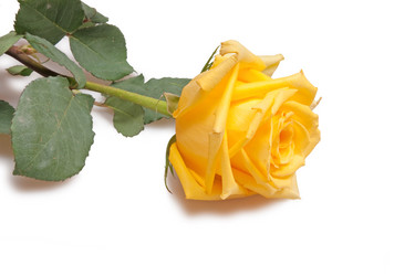 Similar image 219275