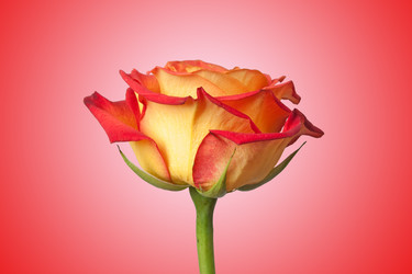 Similar image 219290