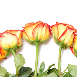 Similar image 219321