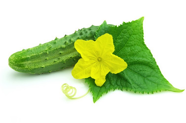 Similar image 219387