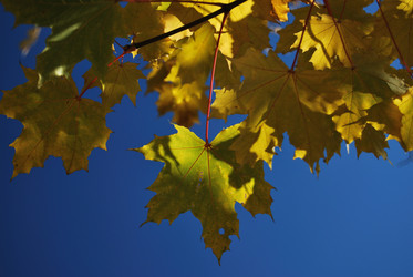 Similar image 219543