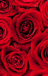 Similar image 219644