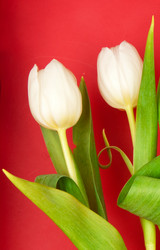 Similar image 219669