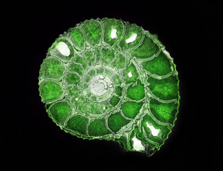 Similar image 219810