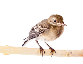 Similar image 219946