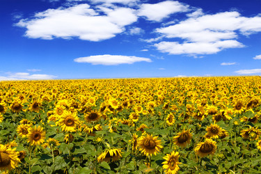 Similar image 220028