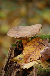 Similar image 220146