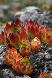 Similar image 220223