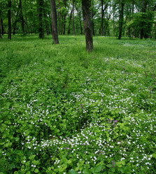 Similar image 220315