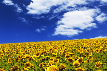 Similar image 220543