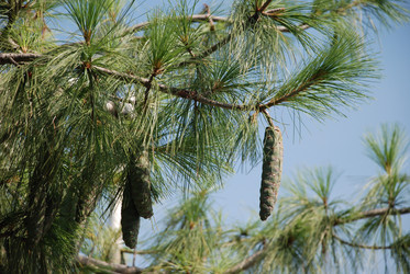 Similar image 220615