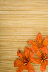 Similar image 221107