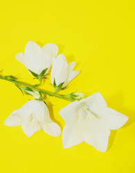 Similar image 221484