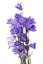 Similar image 221485