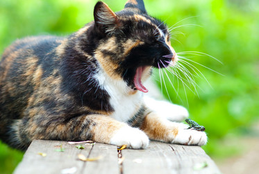 Similar image 221530