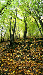 Similar image 221613