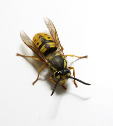 Similar image 221863