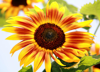 Similar image 223071