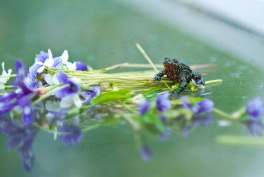 Similar image 223275