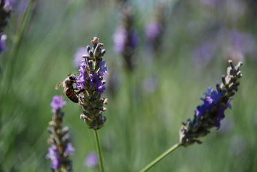 Similar image 223367