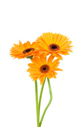 Similar image 223508