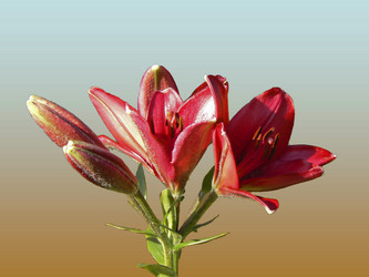 Similar image 223619