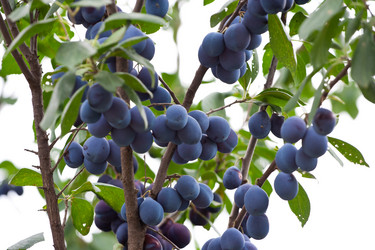 Similar image 224466