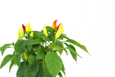 Similar image 224515