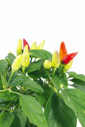 Similar image 224557