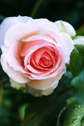 Similar image 224587