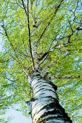 Similar image 224632