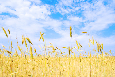 Similar image 224670