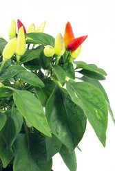 Similar image 224719