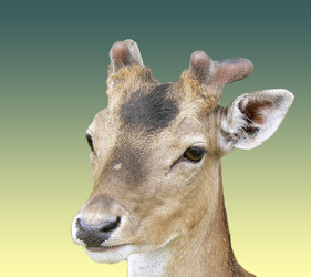 Similar image 224934