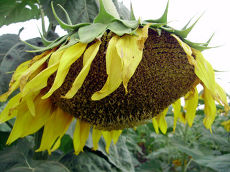 Similar image 224943