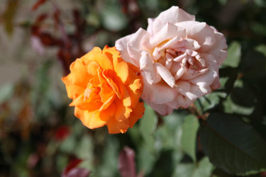 Similar image 225170