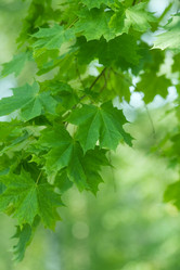 Similar image 225375