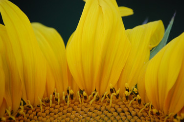 Similar image 225462