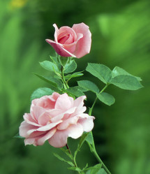 Similar image 225530