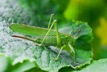 Similar image 225543