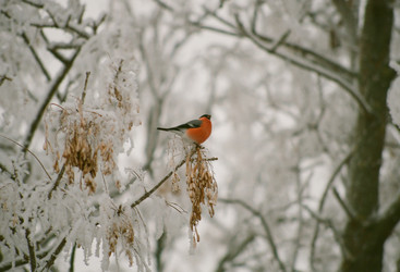 Similar image 225555