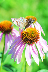 Similar image 225575